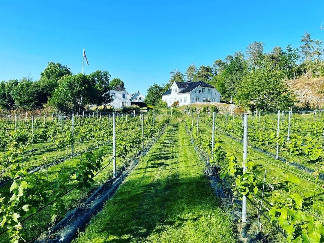 Selgers sommerbilde av drueranker og enebolig og hovedhus i bakgrunnen. Galleribilde