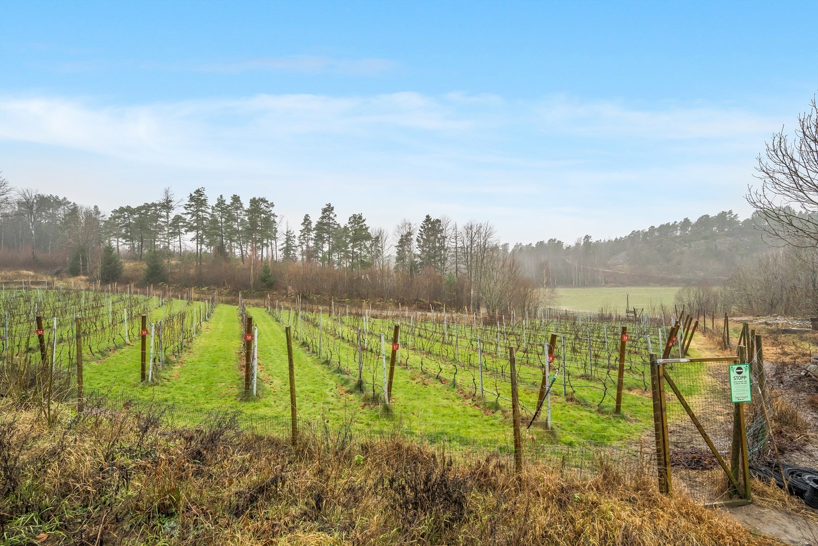 Eiendommen er beplantet med bl.a. store området med drueranker for produksjon av vin. Egen avtale rundt dette. Galleribilde
