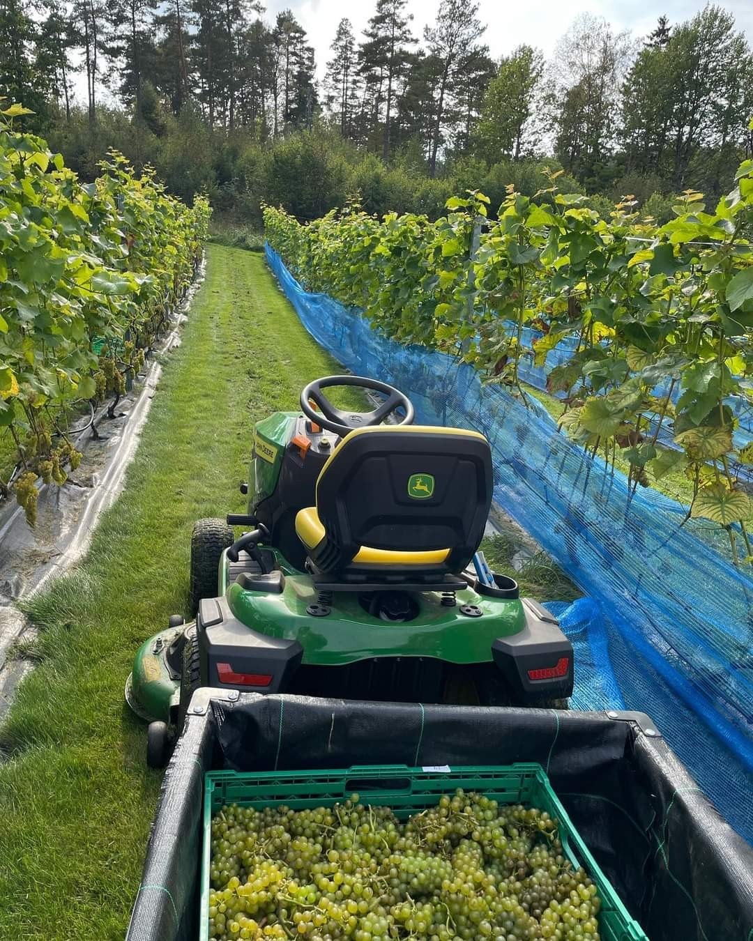 Selgers bilde av druehøsting Galleribilde
