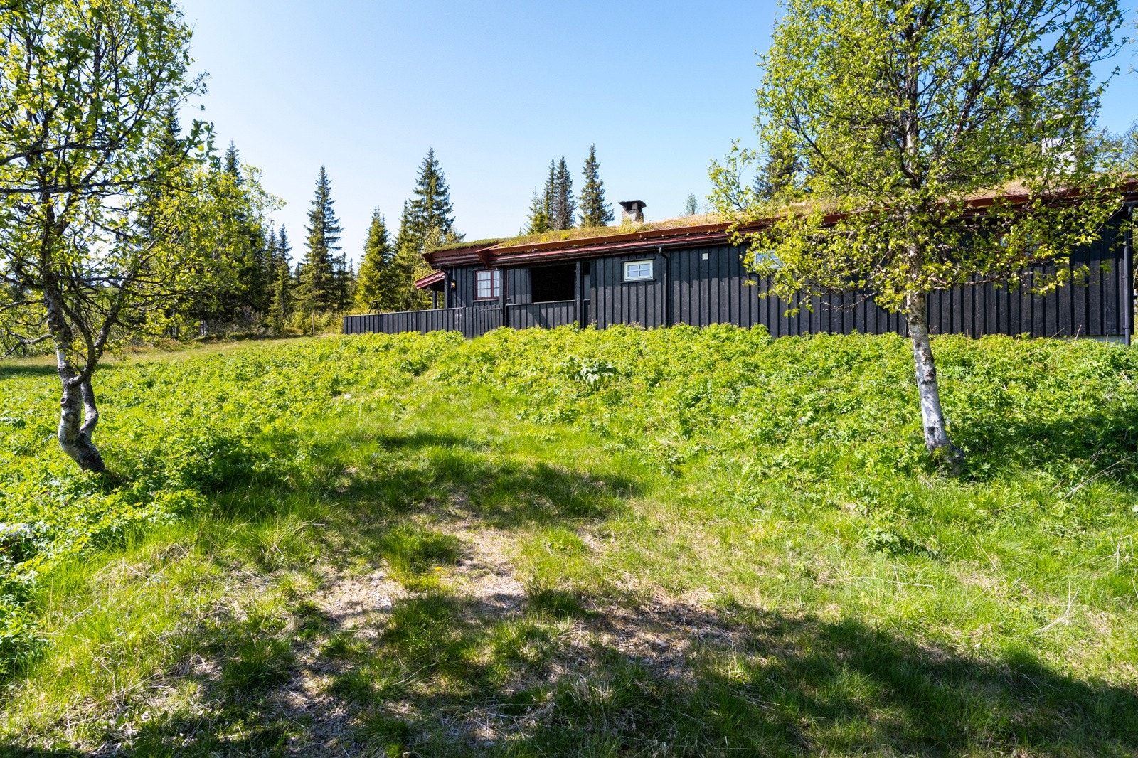 Stor, romslig tomt med fine muligheter for uteaktiviteter. Galleribilde