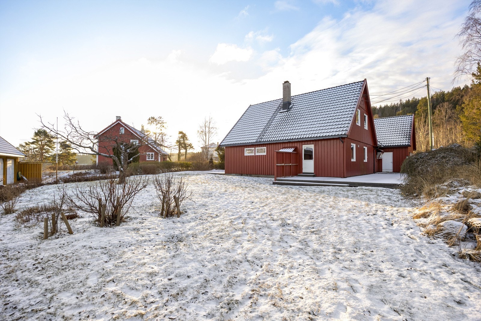 Stor hage med morelltre. Eier opplyser at det er hundrevis av moreller på treet i sesong. Galleribilde