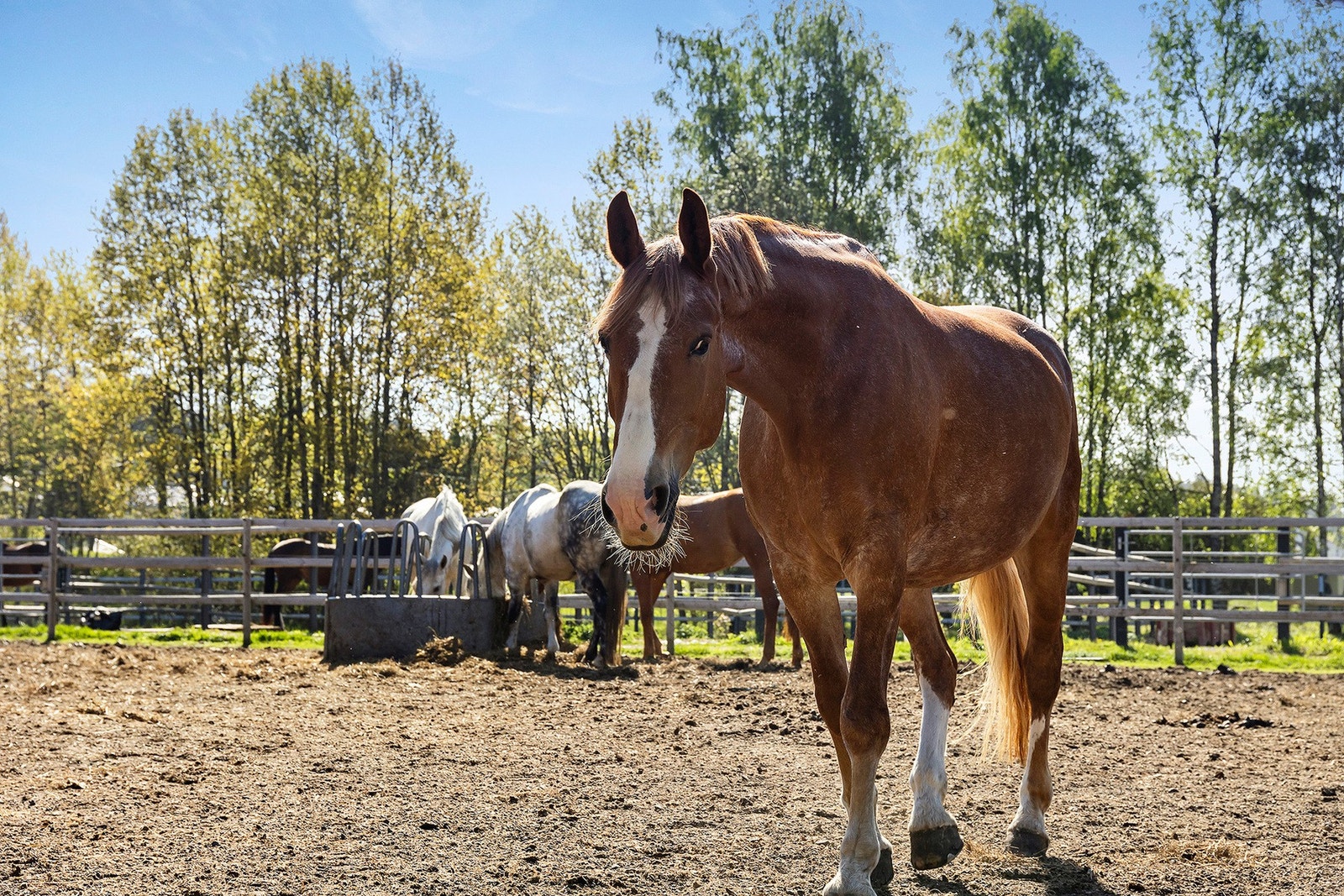Øvre Fossum Gård er en åpen gård der barn og unge kan få oppleve hester og andre gårdsdyr Galleribilde
