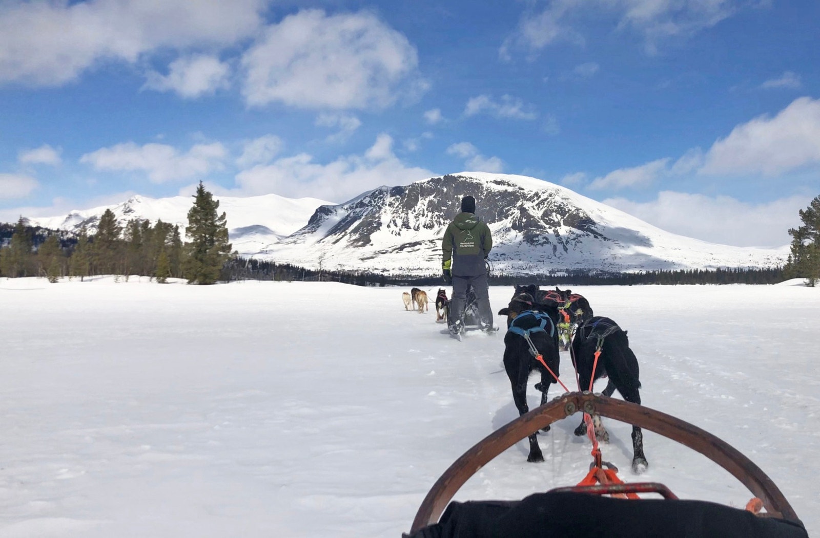 Opplevelser uten ski på beina - Sus gjennom vinterlandskapet bak et spann ivrige huskyer. Galleribilde