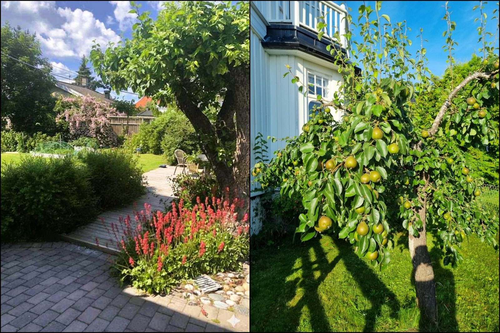 Fantastiske uteområder med beplantning på sommerstid (selgers bilder) Galleribilde