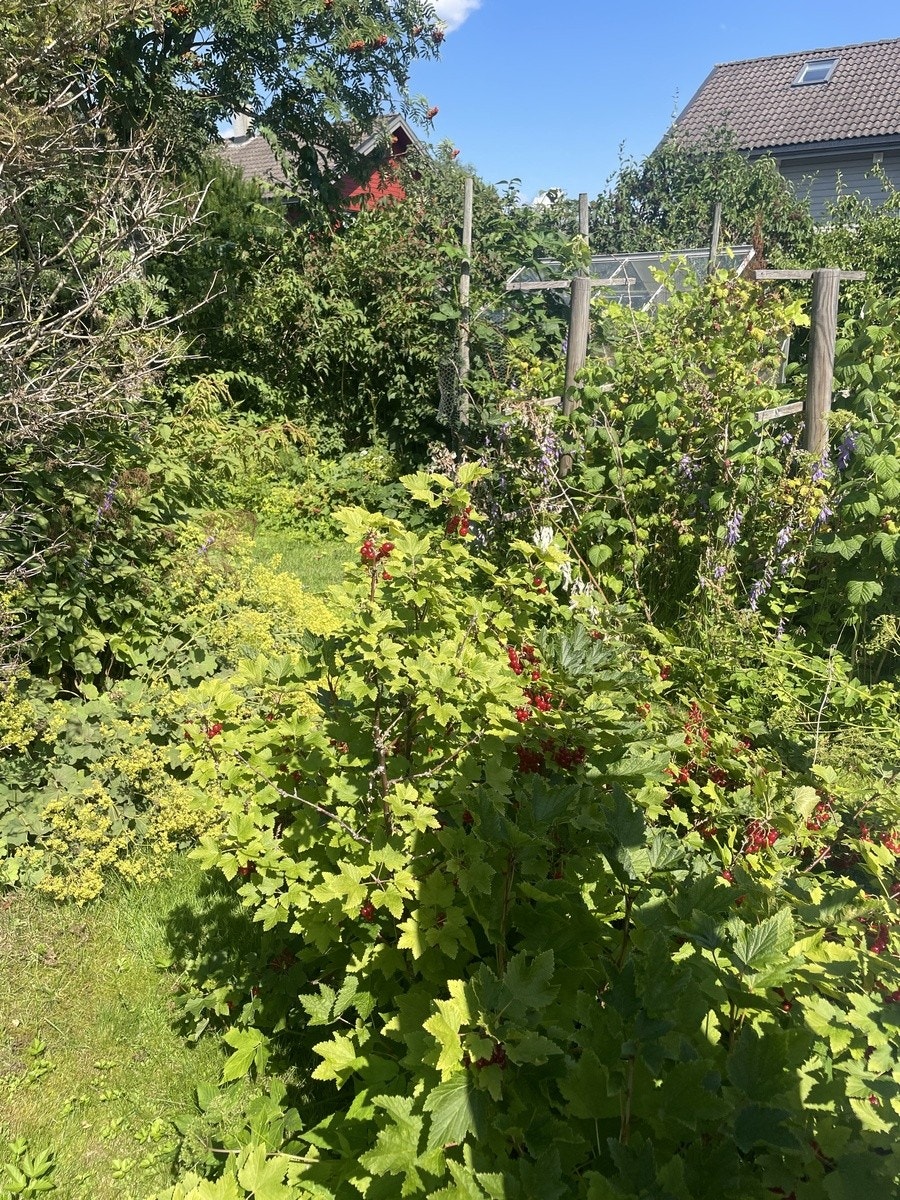 Hagen er av god størrelse og er fylt med rips, bringebær, epler mv. Utleier har ansvar for vedlikehold av hagen. Galleribilde