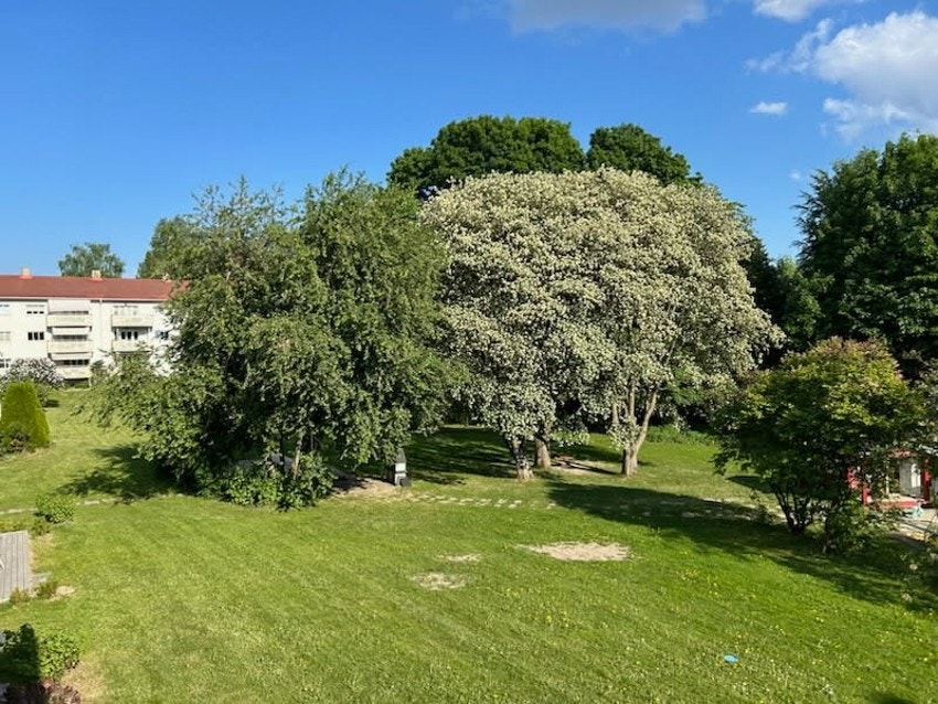 Sommerbilde fra balkongen. Galleribilde