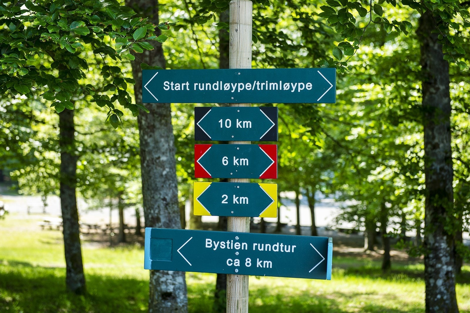 Bøkeskogen med sine mange turløyper Galleribilde