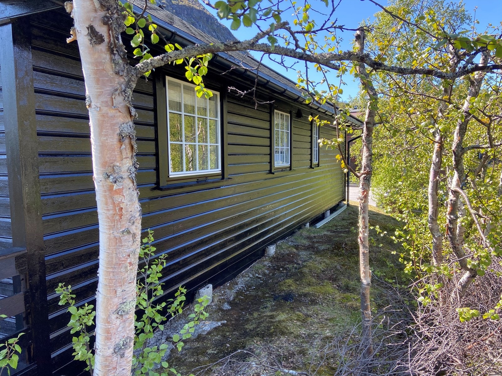 Hytten er nybeiset. Galleribilde