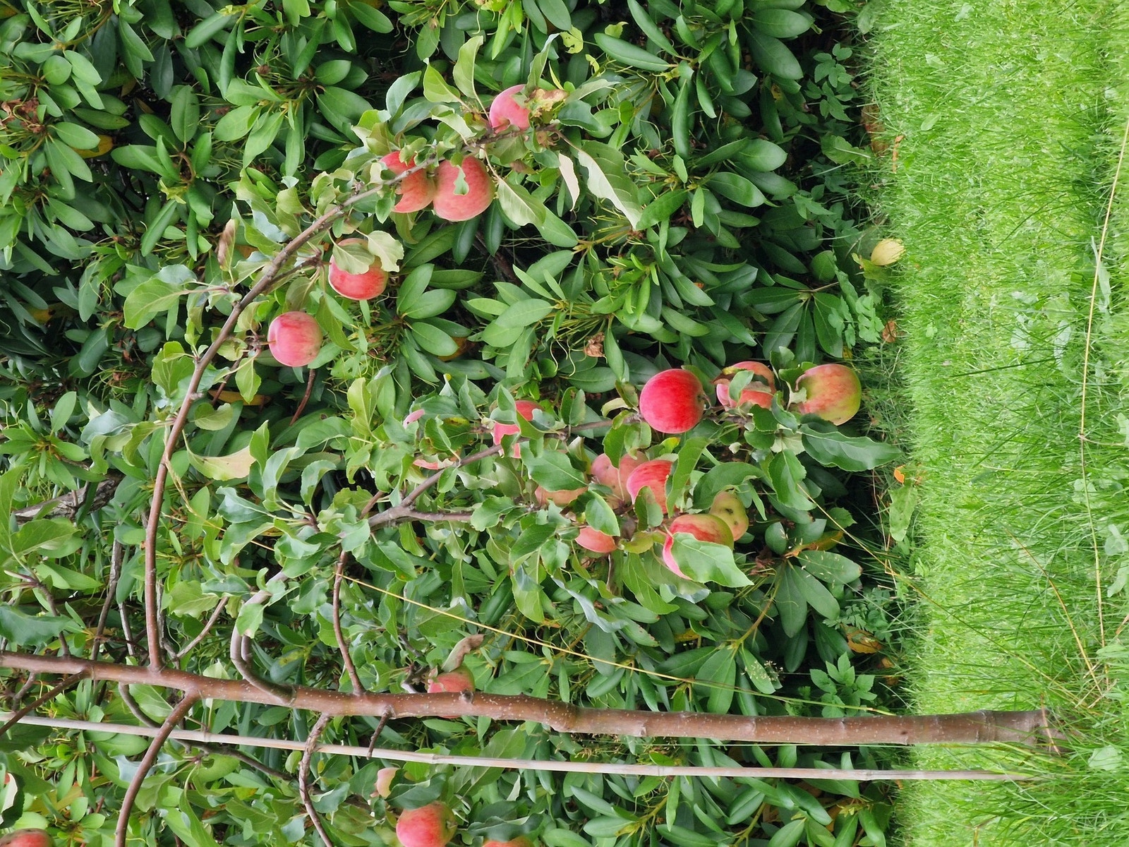 Privat bilde fra selger. Galleribilde