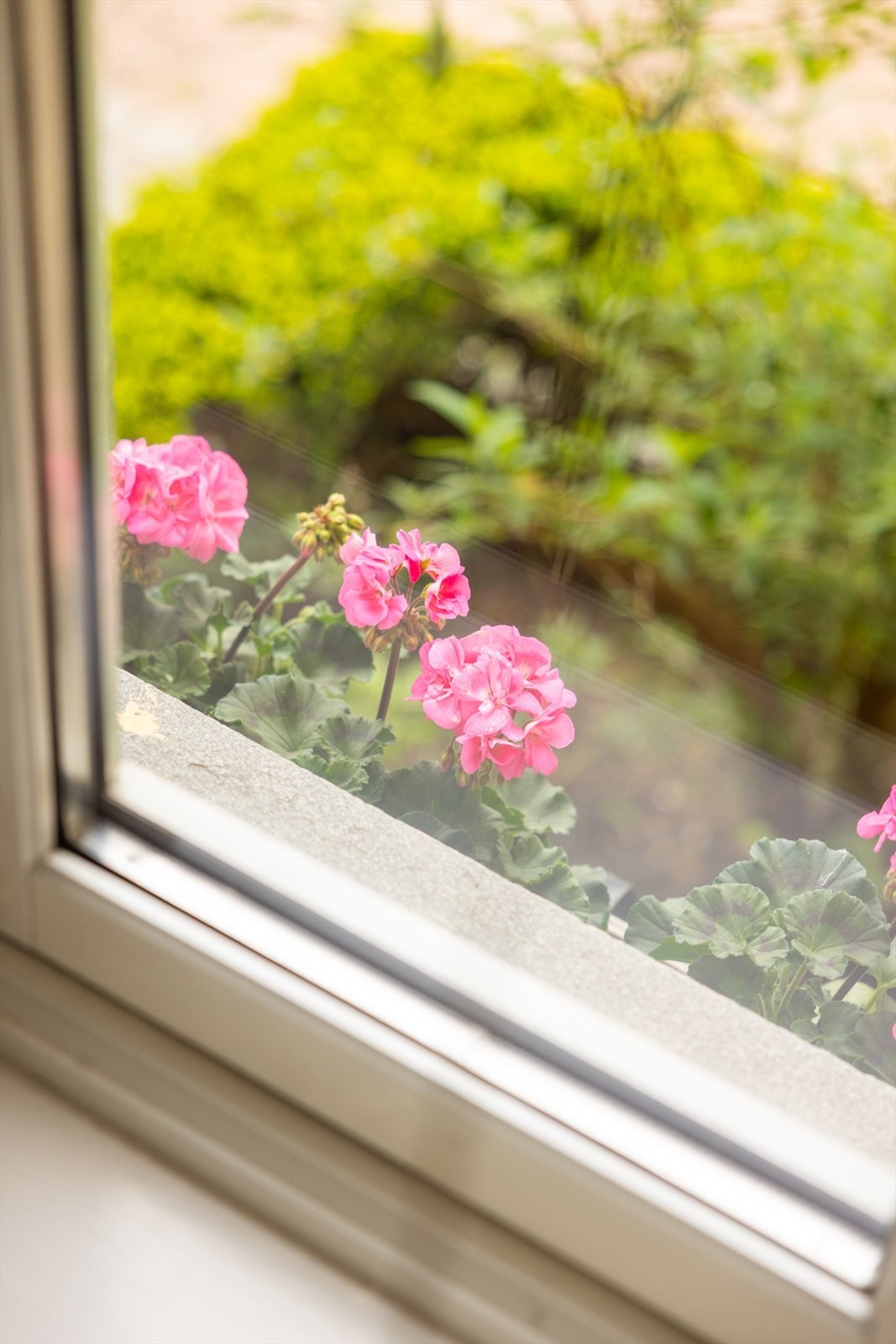 Blomsterkasser på utsiden av vinduene mot bakgården Galleribilde