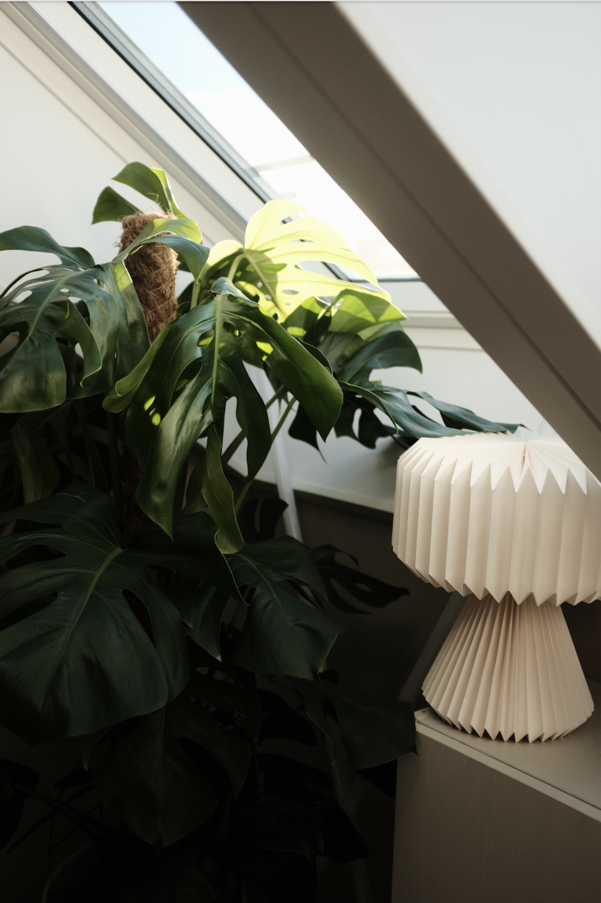 Om du skulle være i tvil, kan vi bekrefte at planter stortrives her. Galleribilde