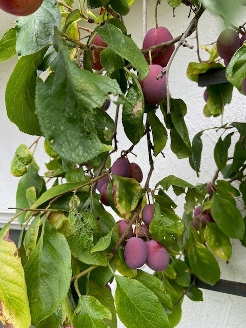 Frodig beplantet hage med bl.a. eple- og plommetrær, mange bærbusker og annet Galleribilde