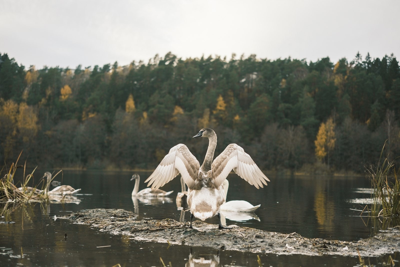 Østensjøvannet, som er kjent for sitt yrende fugleliv ligger ikke langt fra leiligheten. Galleribilde
