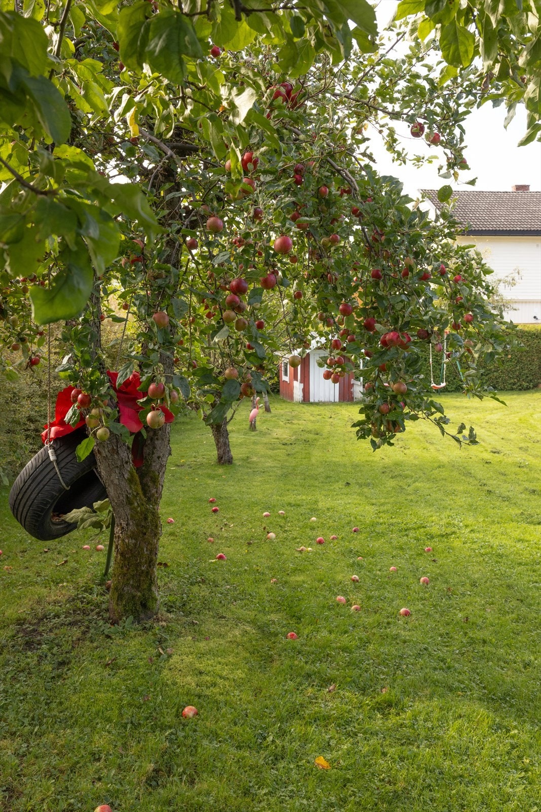 Epletrær Galleribilde