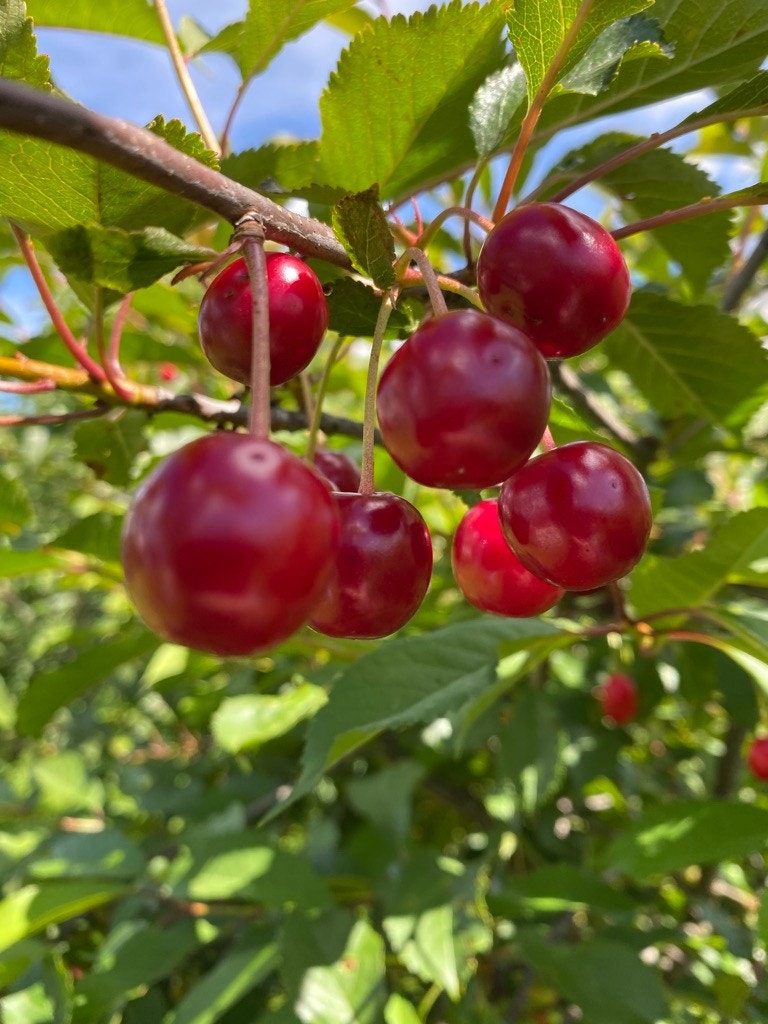 Moreller fra hagen! Galleribilde