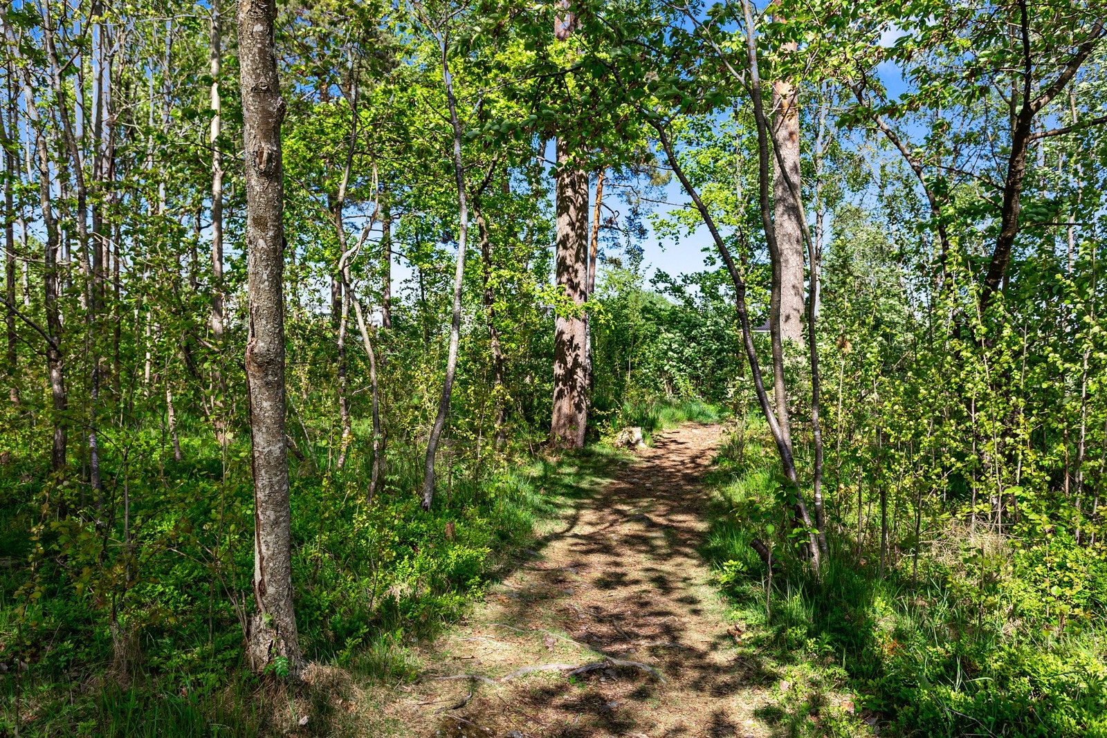 (bilde fra forrige salg) Galleribilde