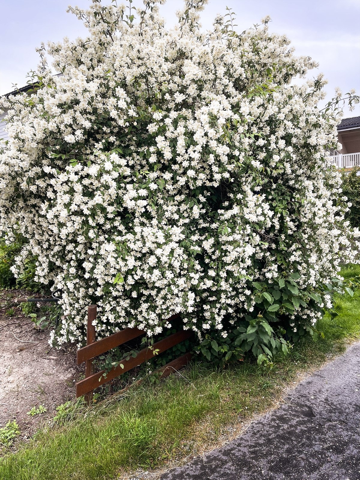 Selgers eget bilde. Galleribilde