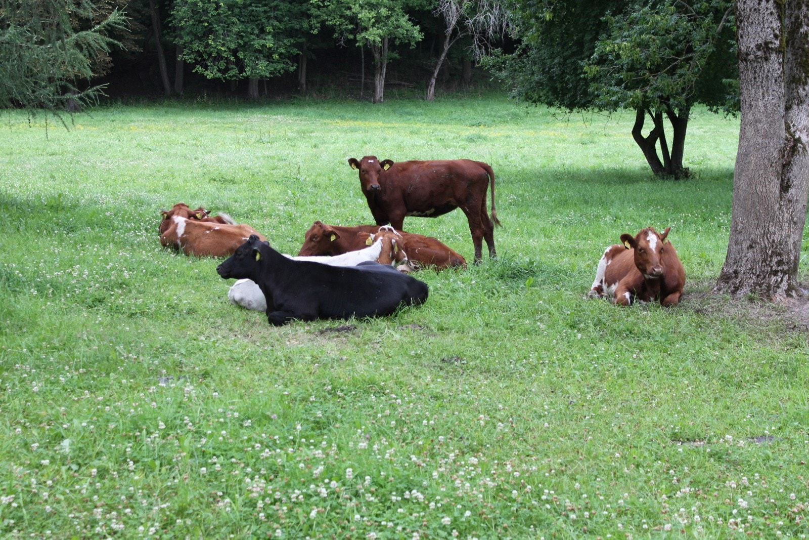 På de nærmeste jordene gresser sauer og kyr. Galleribilde
