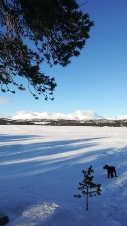 Selgers eget bilde. Galleribilde