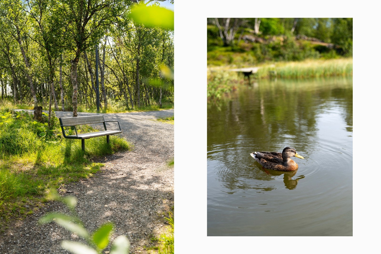 Det populære rundvannet ligger også kun et steinkast fra leiligheten. Rundvannet er et populært turområde for både store og små med brygge, gapahug og bålplass.