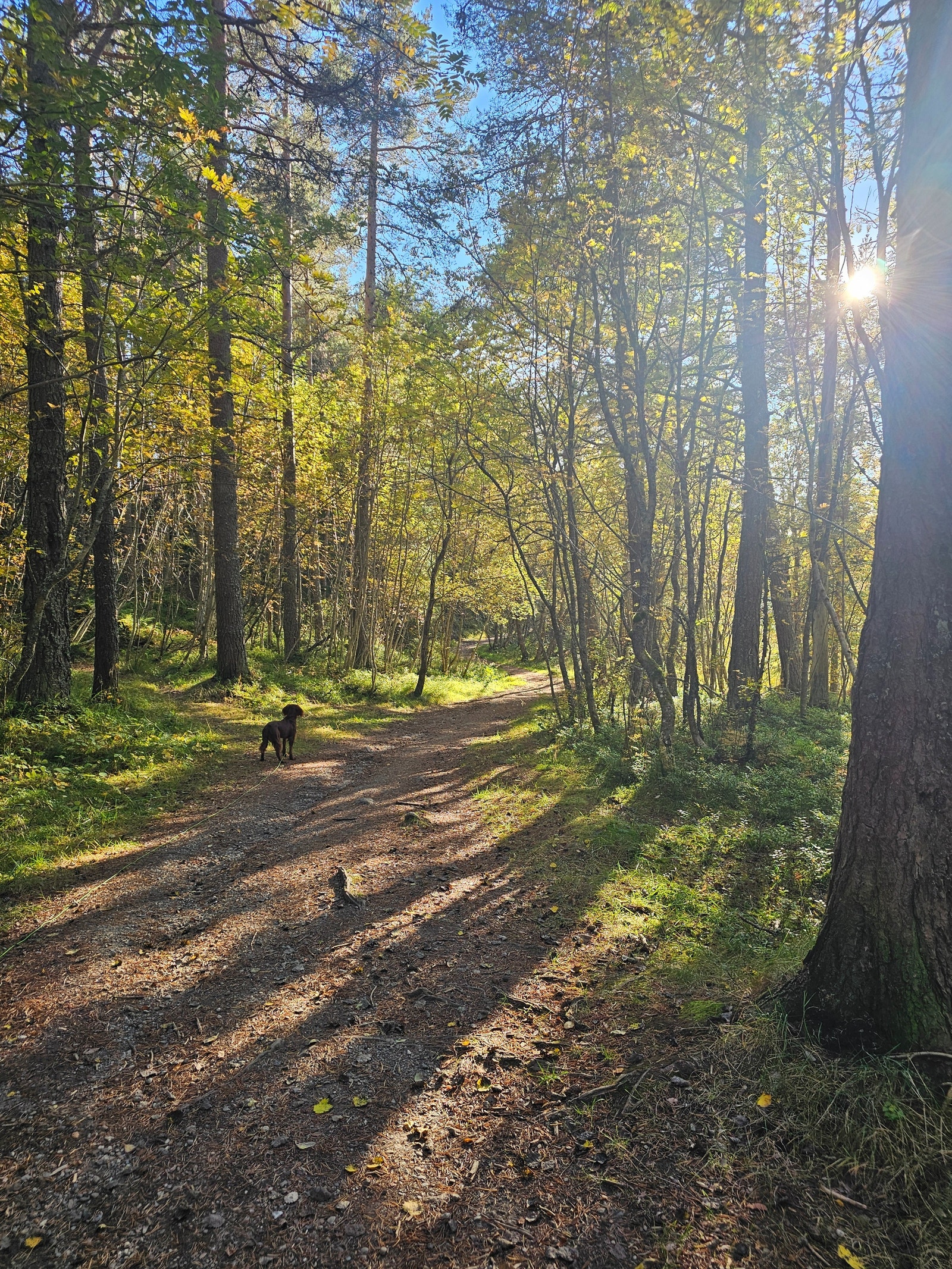 Bymarka rett utenfor huset. Galleribilde