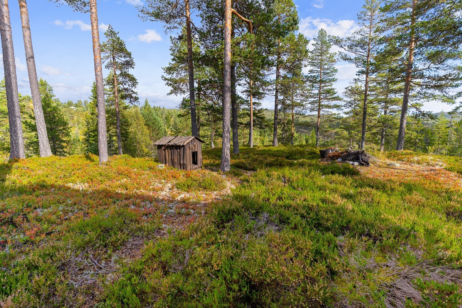 Sommerbilder av eiendommen. Galleribilde