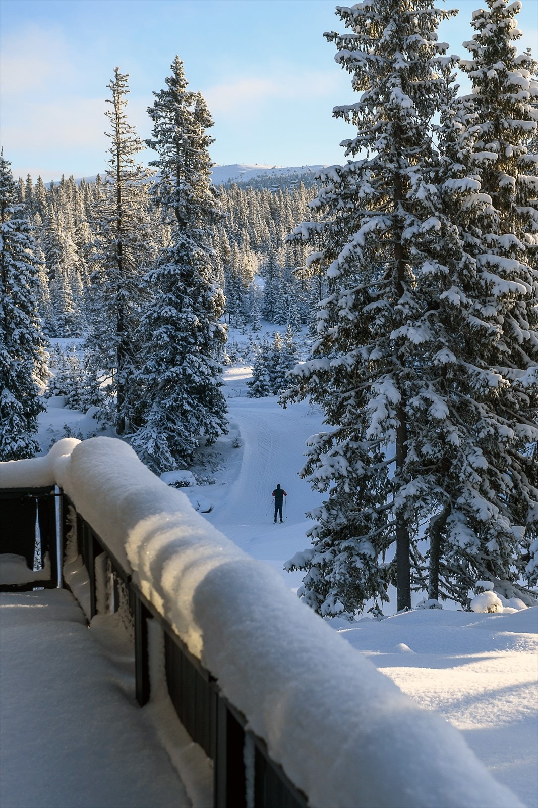 Finn roen her. Galleribilde