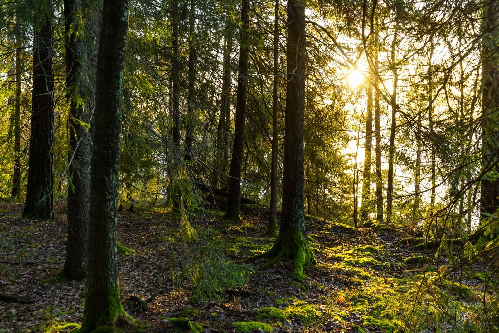 Området byr på gode turmuligheter. Galleribilde