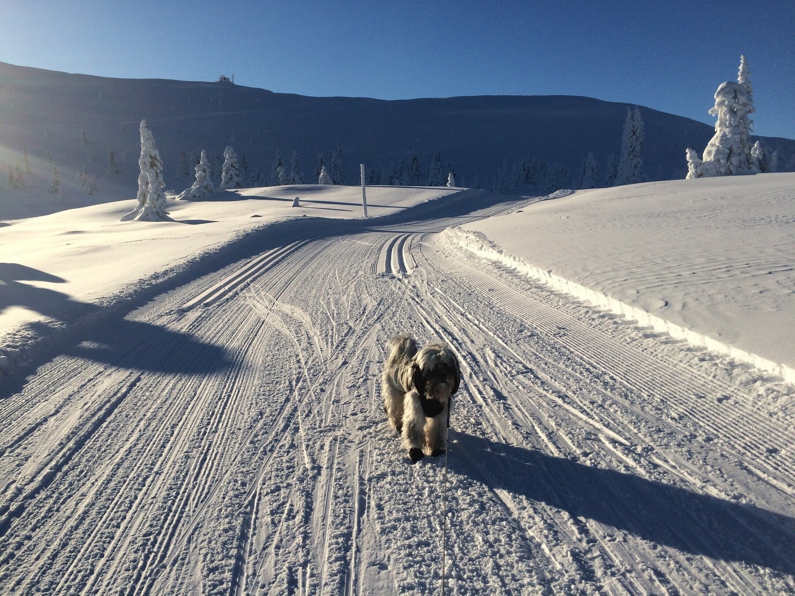 Nydelige skiløyper på Golsfjellet Galleribilde