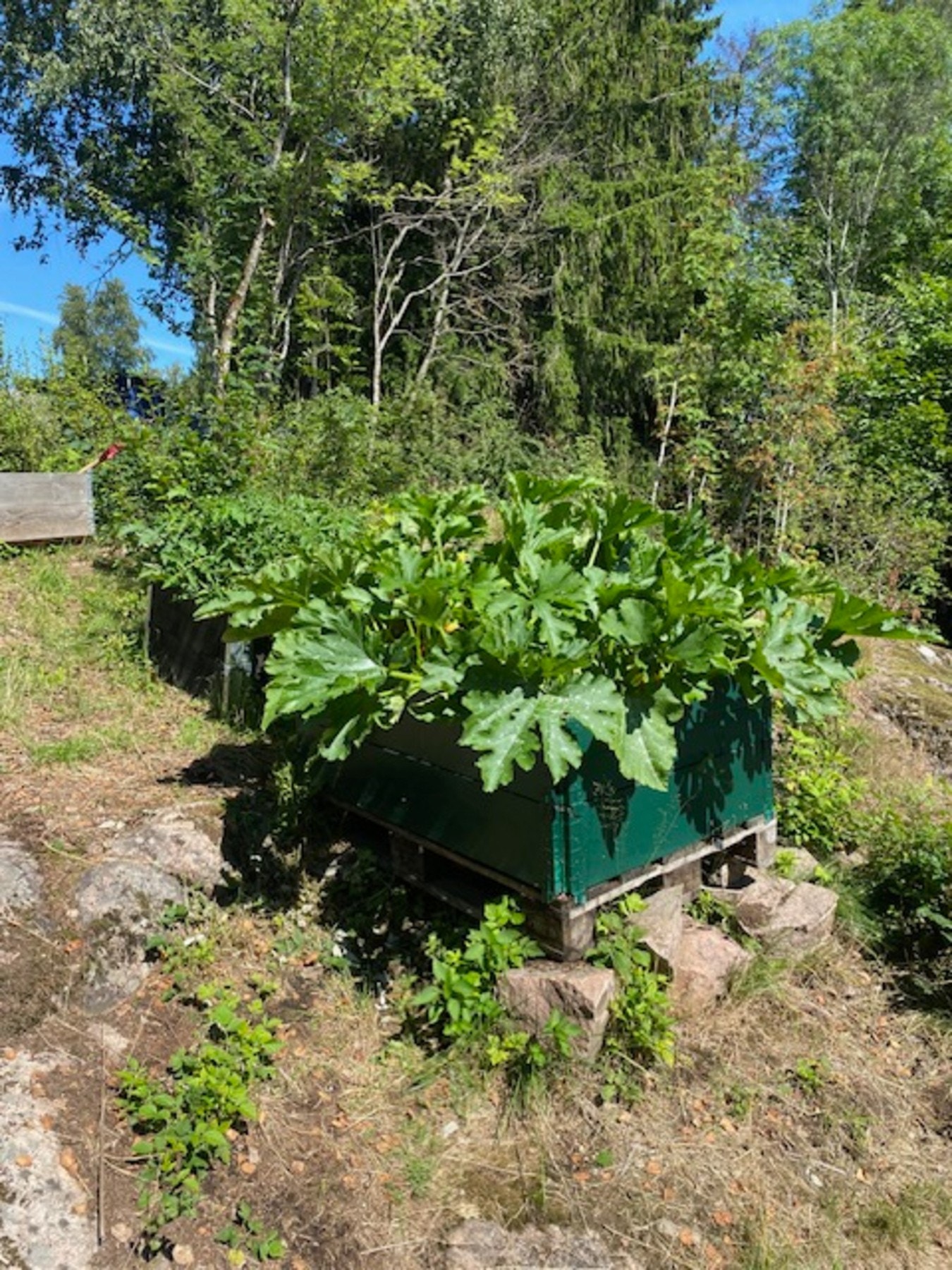 Som kan se sånn ut om sommeren. Galleribilde