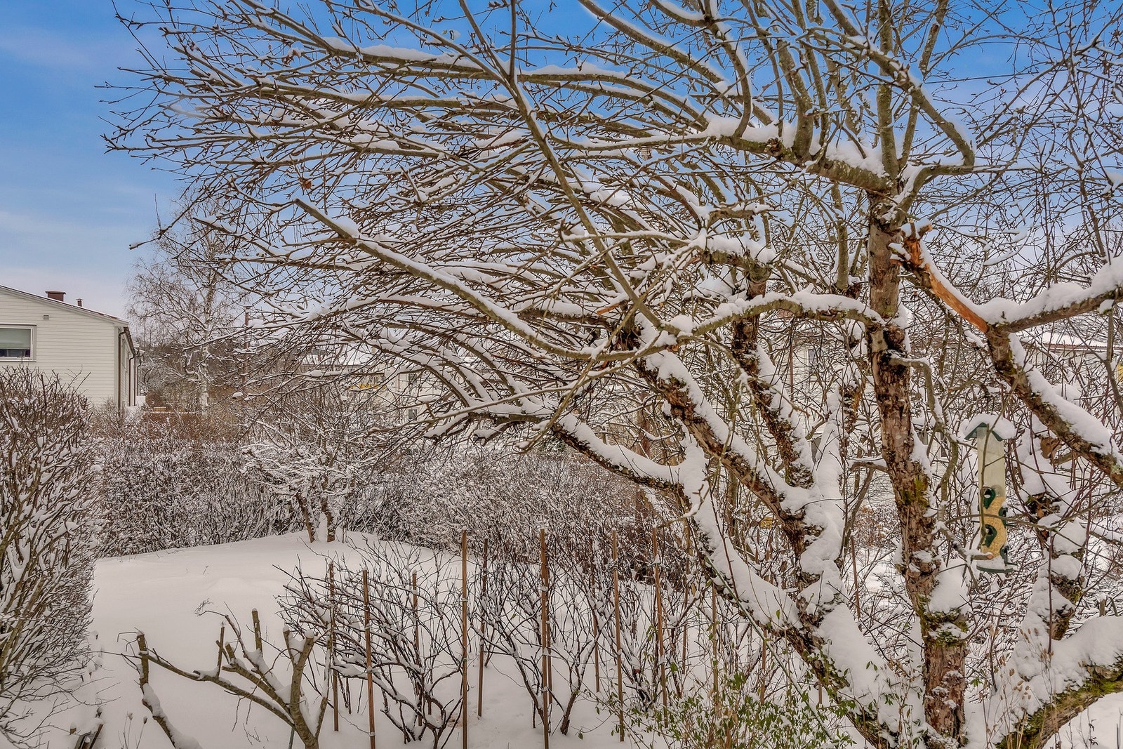 Hageparsell med bærbusker, plomme og epletre Galleribilde