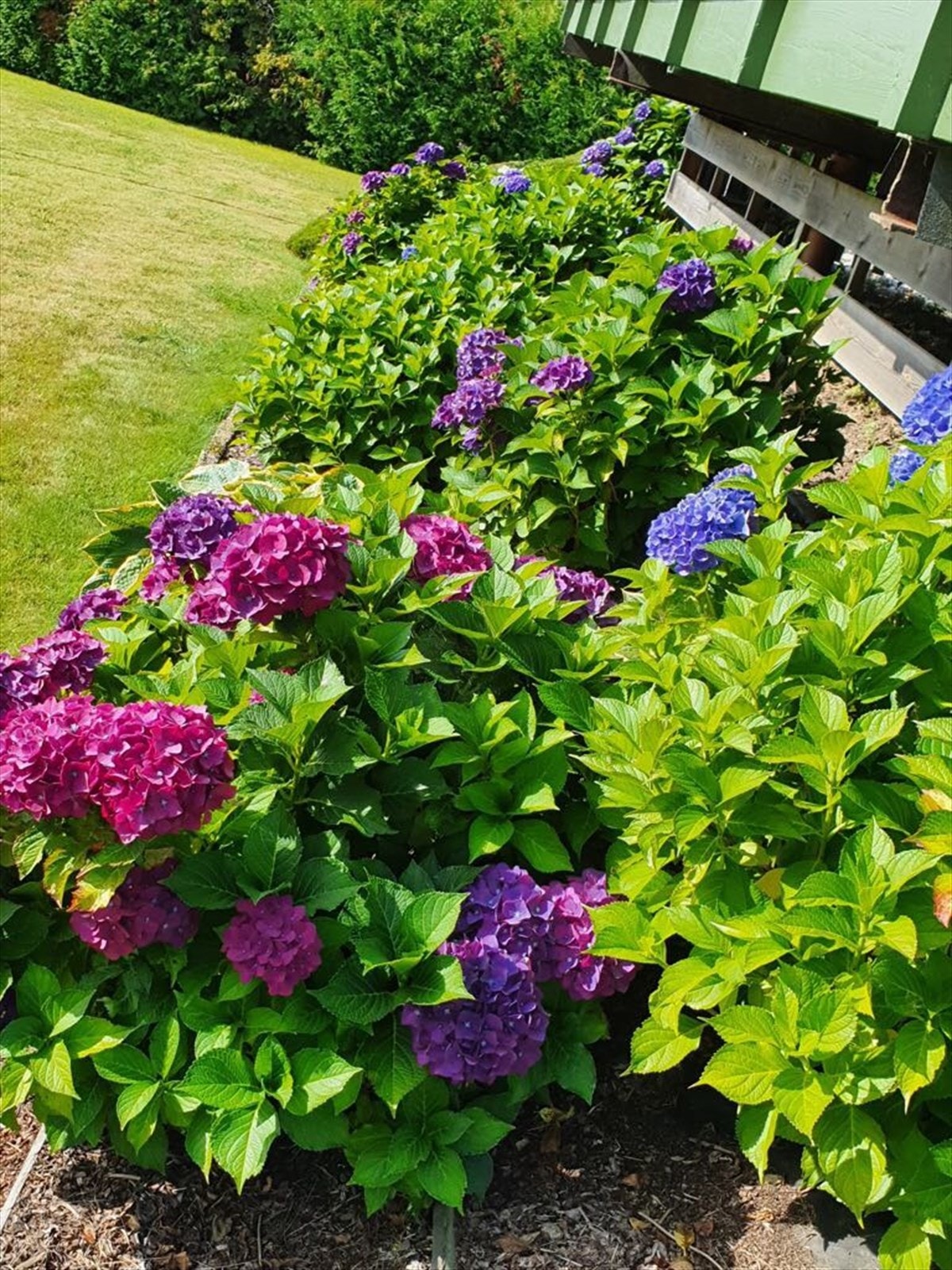 Privat bilde av nydelig hage i sommerhalvåret Galleribilde