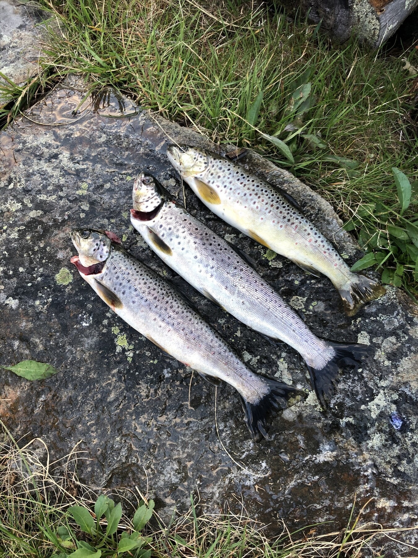 Selgers bilde Galleribilde