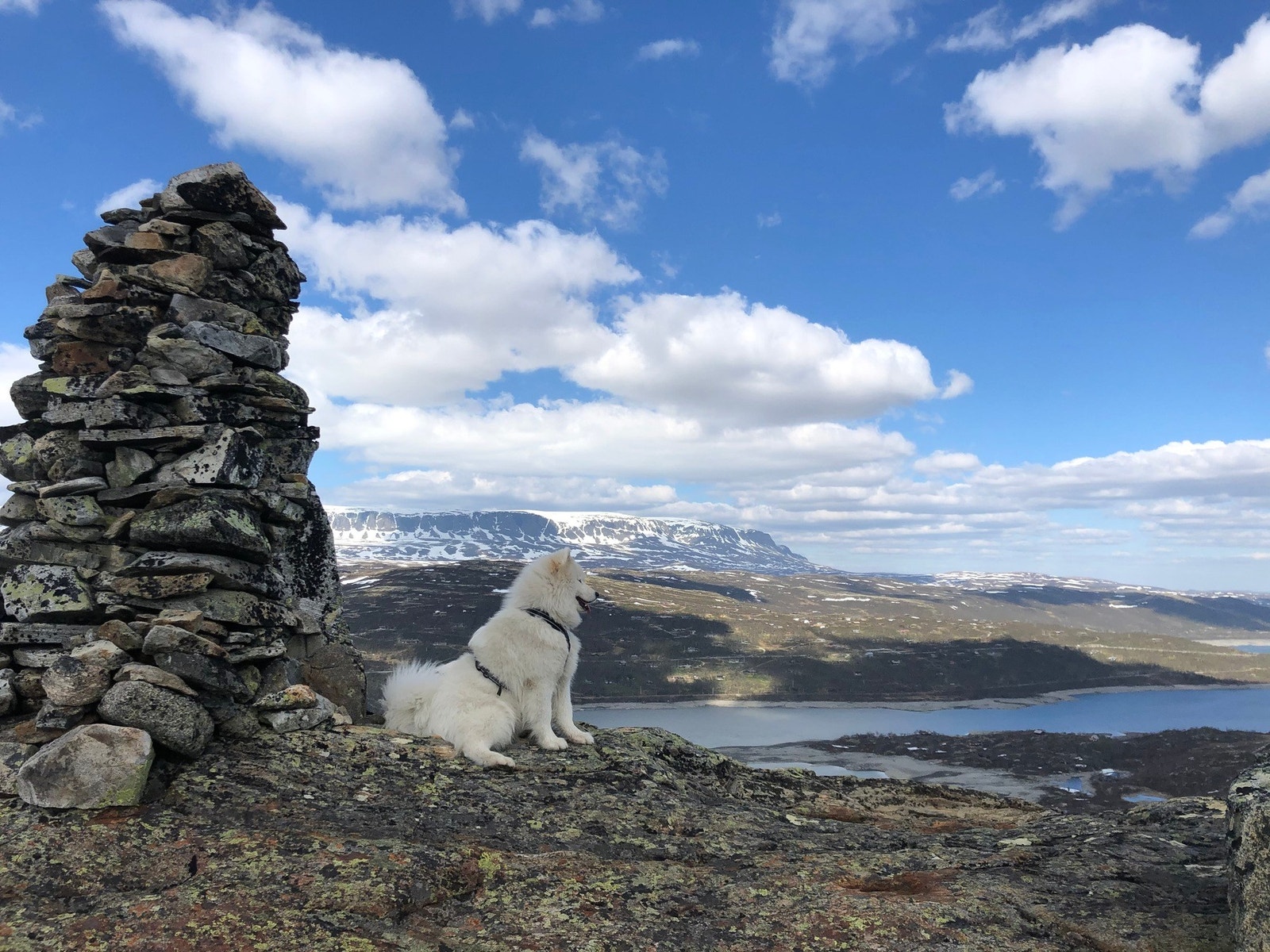 Selgers bilde Galleribilde