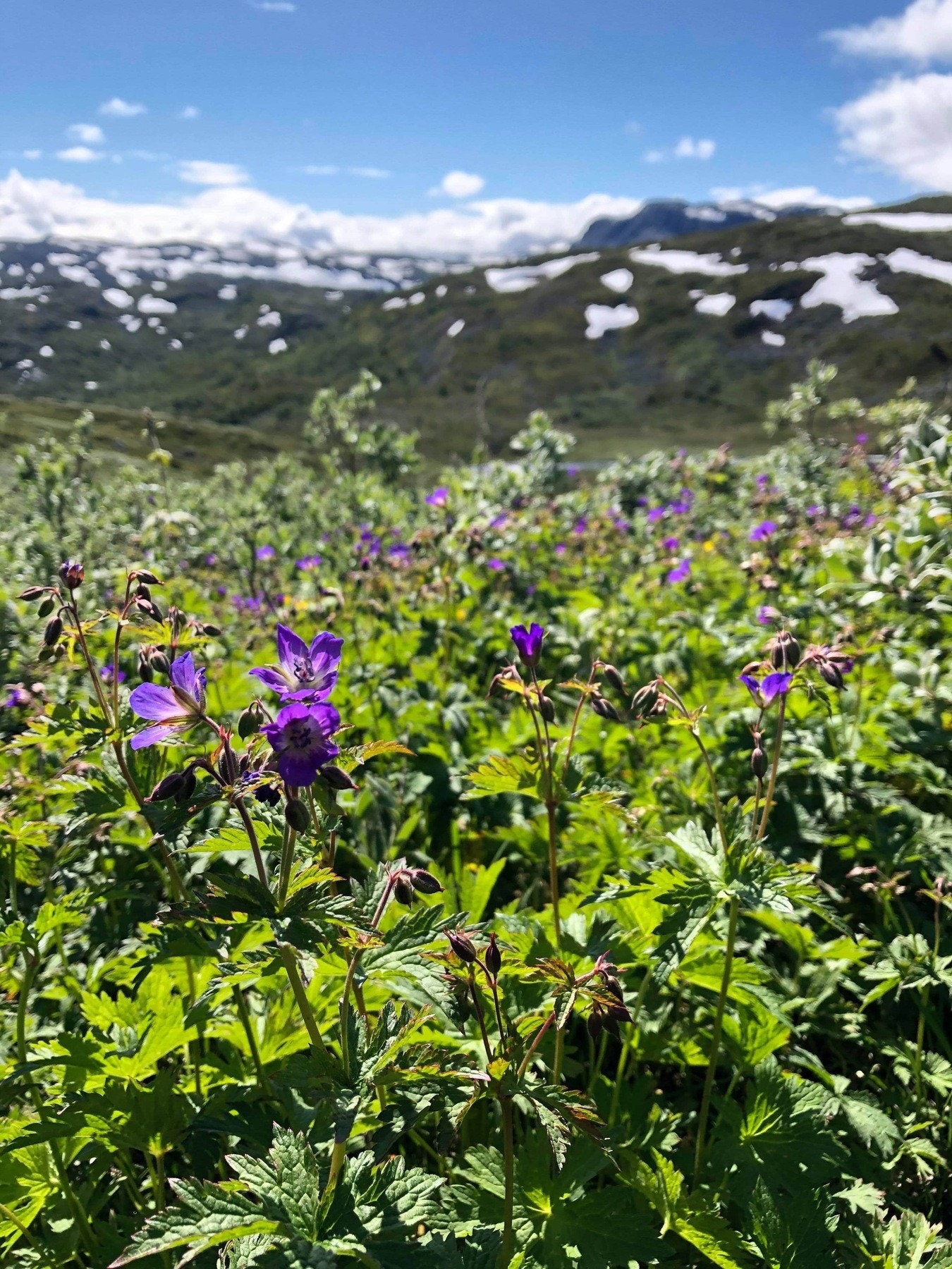 Selgers bilde Galleribilde