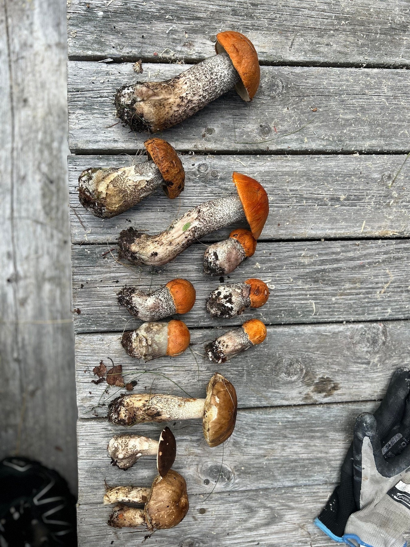 Selgers bilde Galleribilde