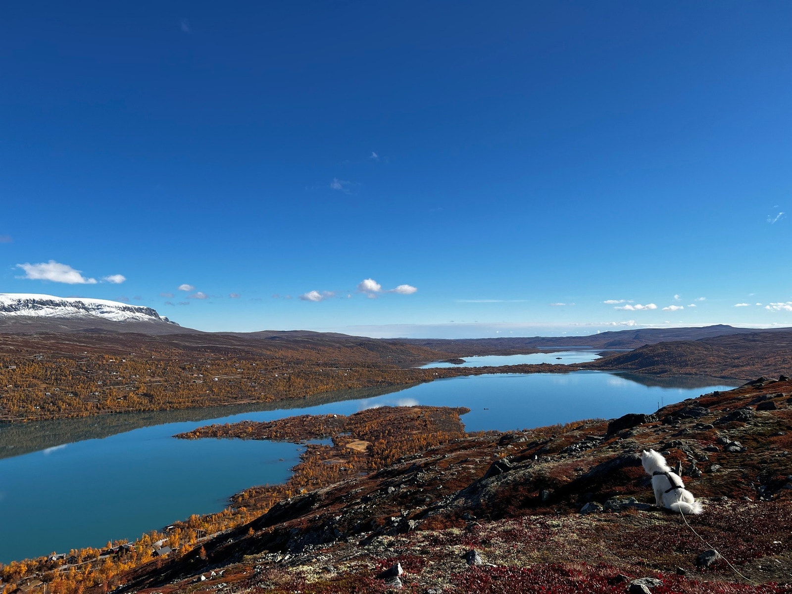 Selgers bilde Galleribilde