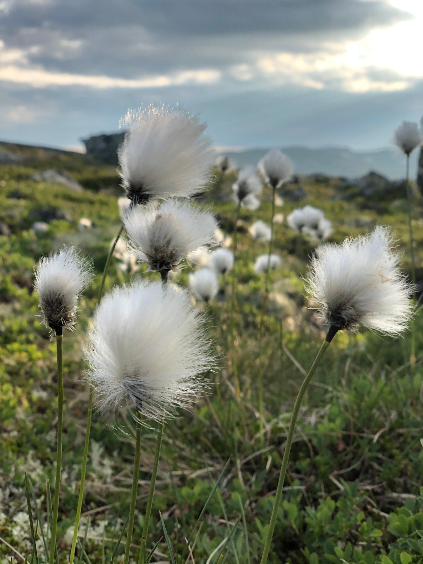 Selgers bilde Galleribilde