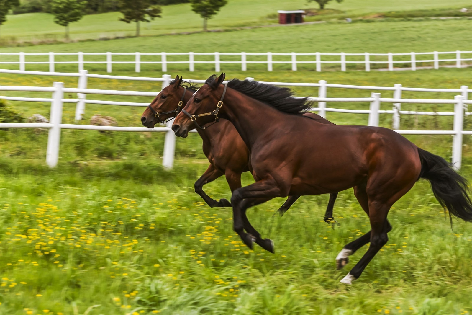 Utenfor stallen har man innhengninger til hestene med solide PVC-gjerder. Galleribilde