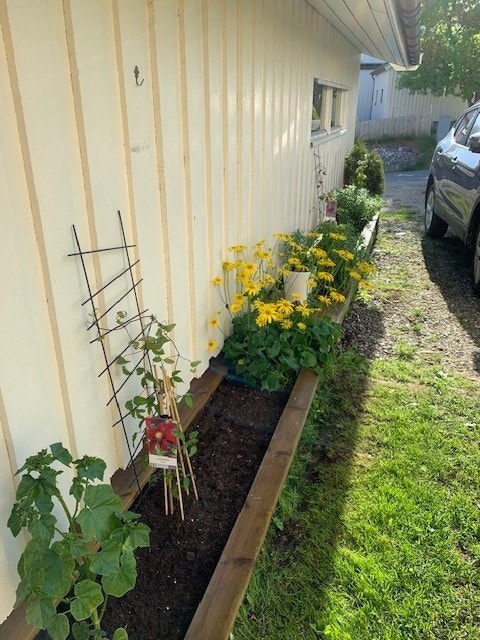 Opparbeidet flere blomsterbed med vakre flerårige blomster. Galleribilde