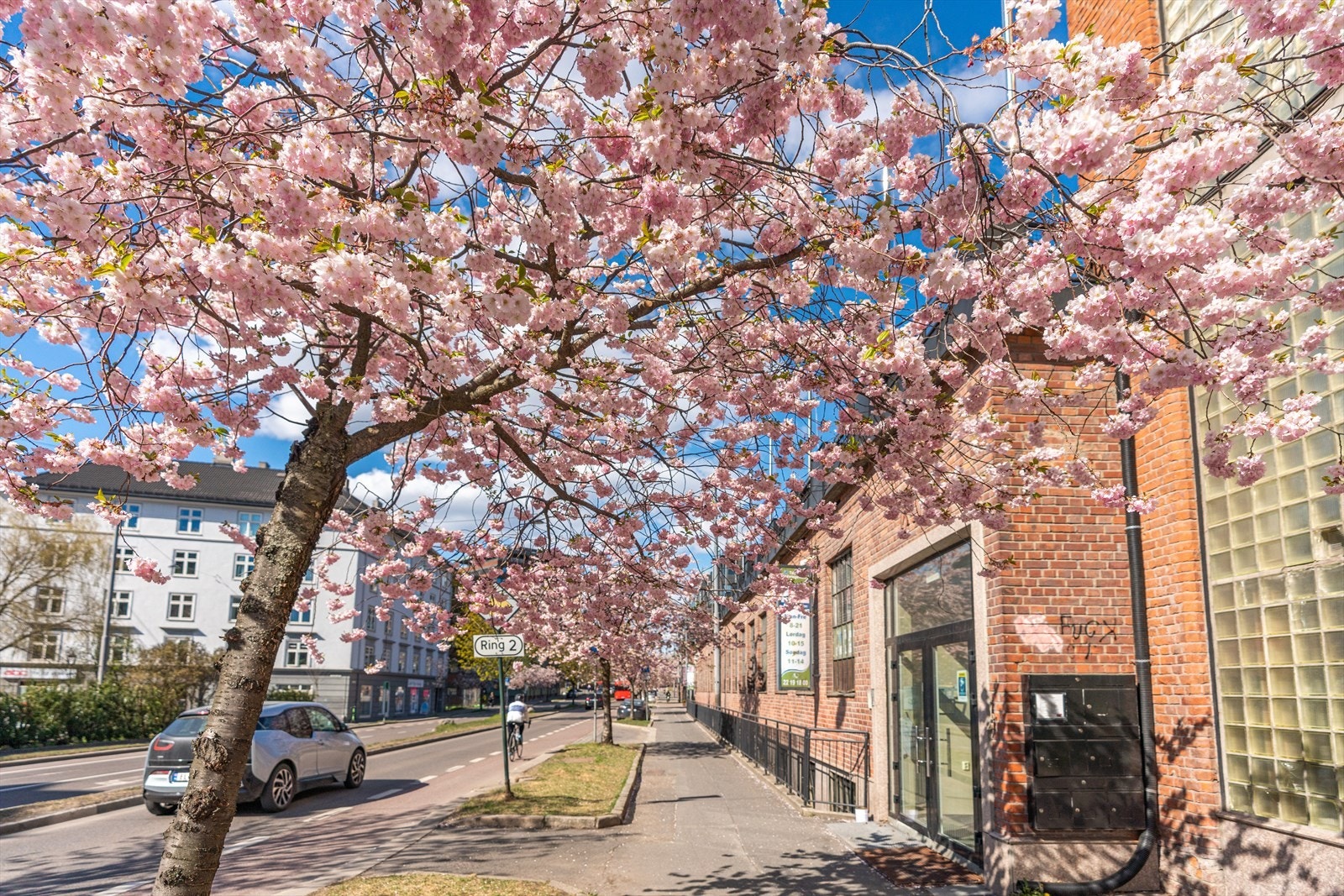 Kjølberggata er kjent for sine kirsebærtrær som blomstrer hvert år Galleribilde