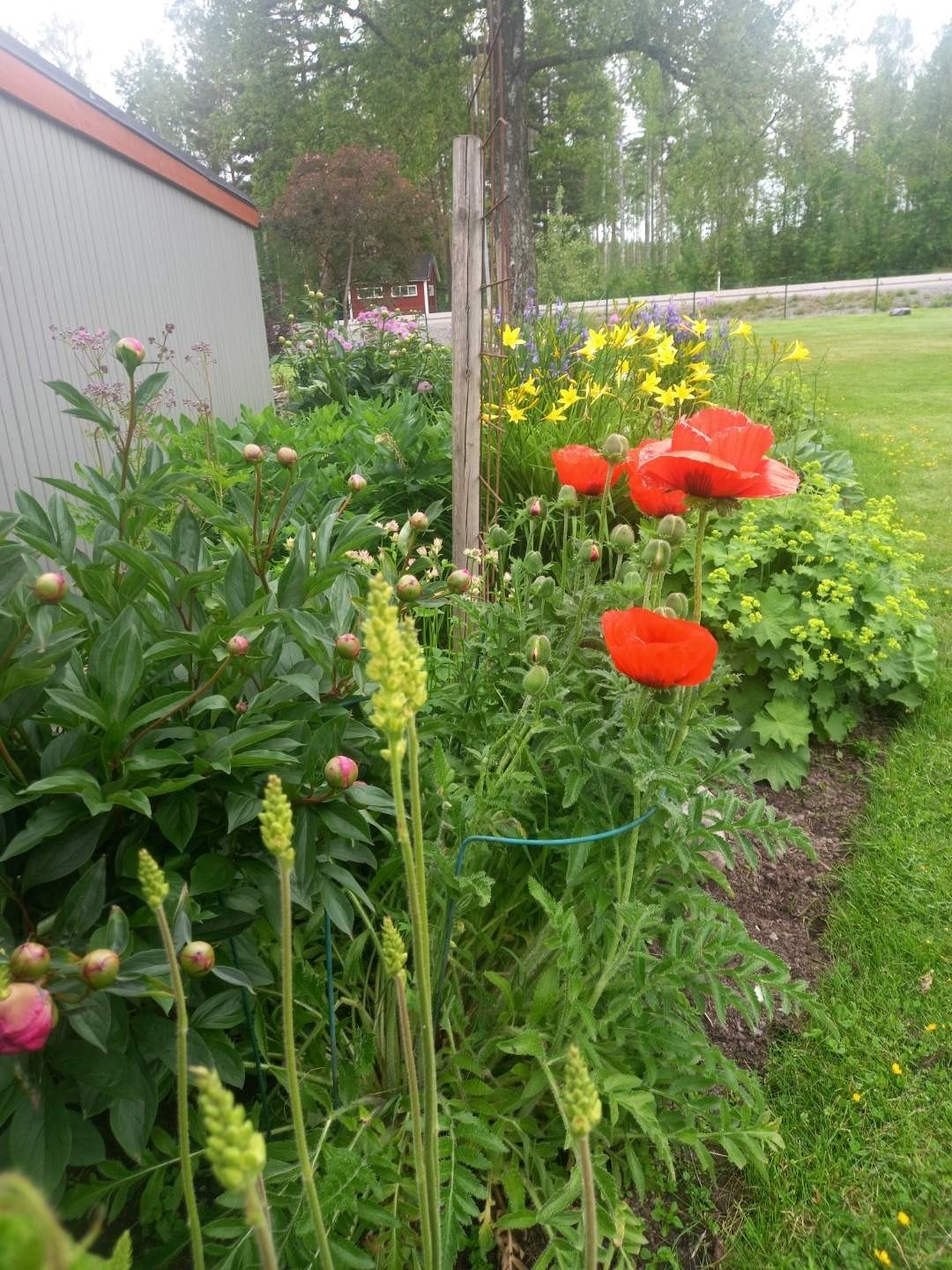 Säljarens sommarbild Galleribilde