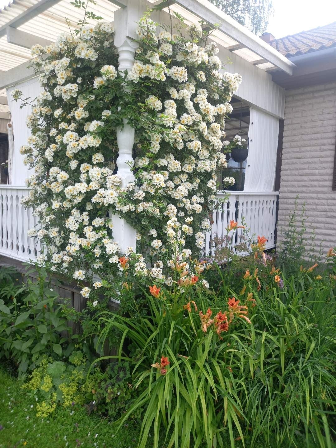 Säljarens sommarbild Galleribilde