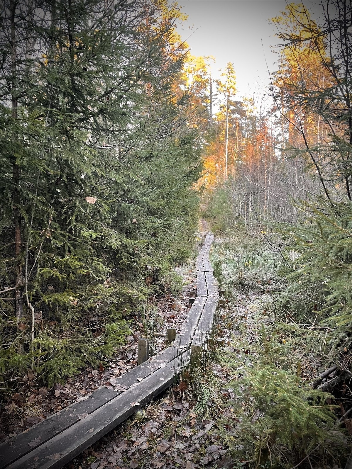 En tur i skogen gir sjelefred Galleribilde