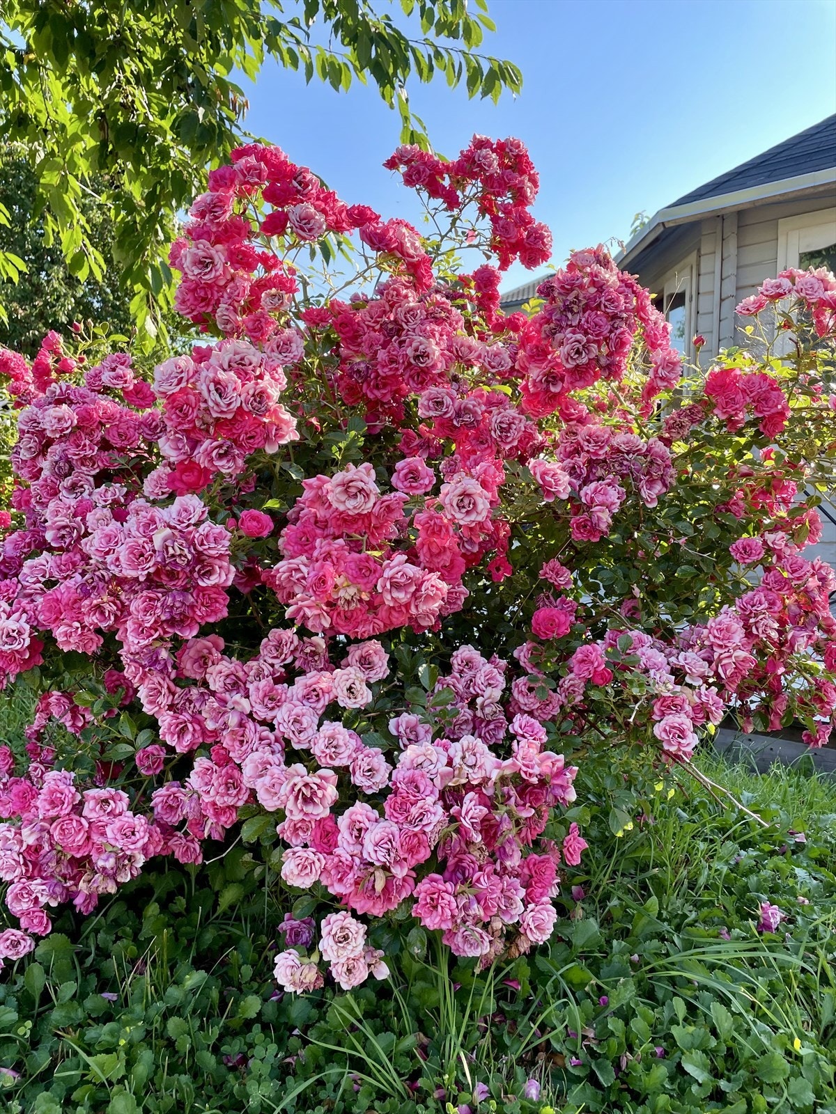 Videre finner du nydelige rosebusker og andre stauder på tomten Galleribilde