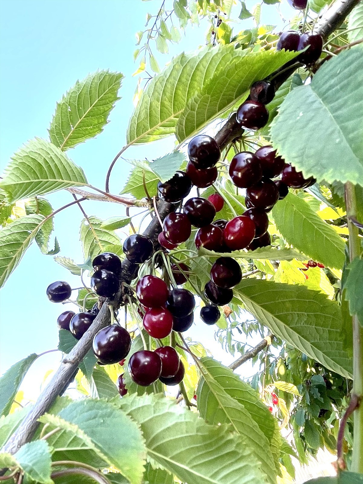 Morelltreet gir godt med avling Galleribilde