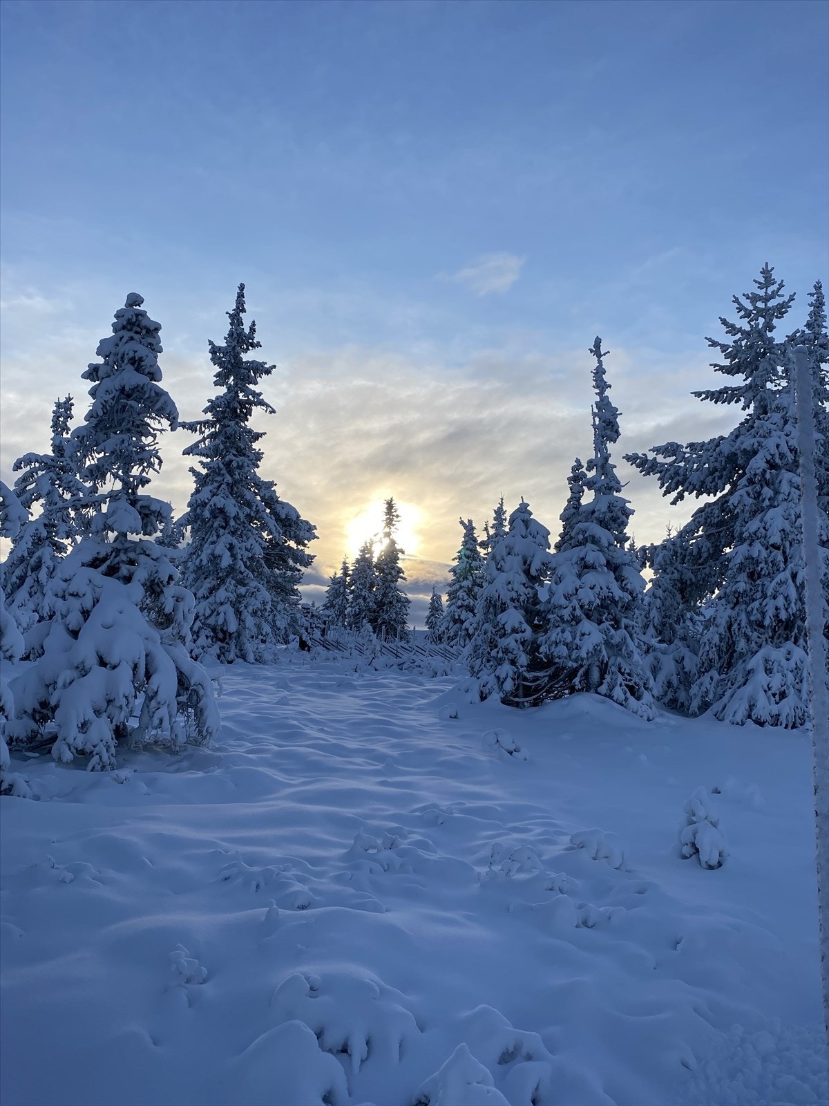 Selgers private vinterbilder. Galleribilde