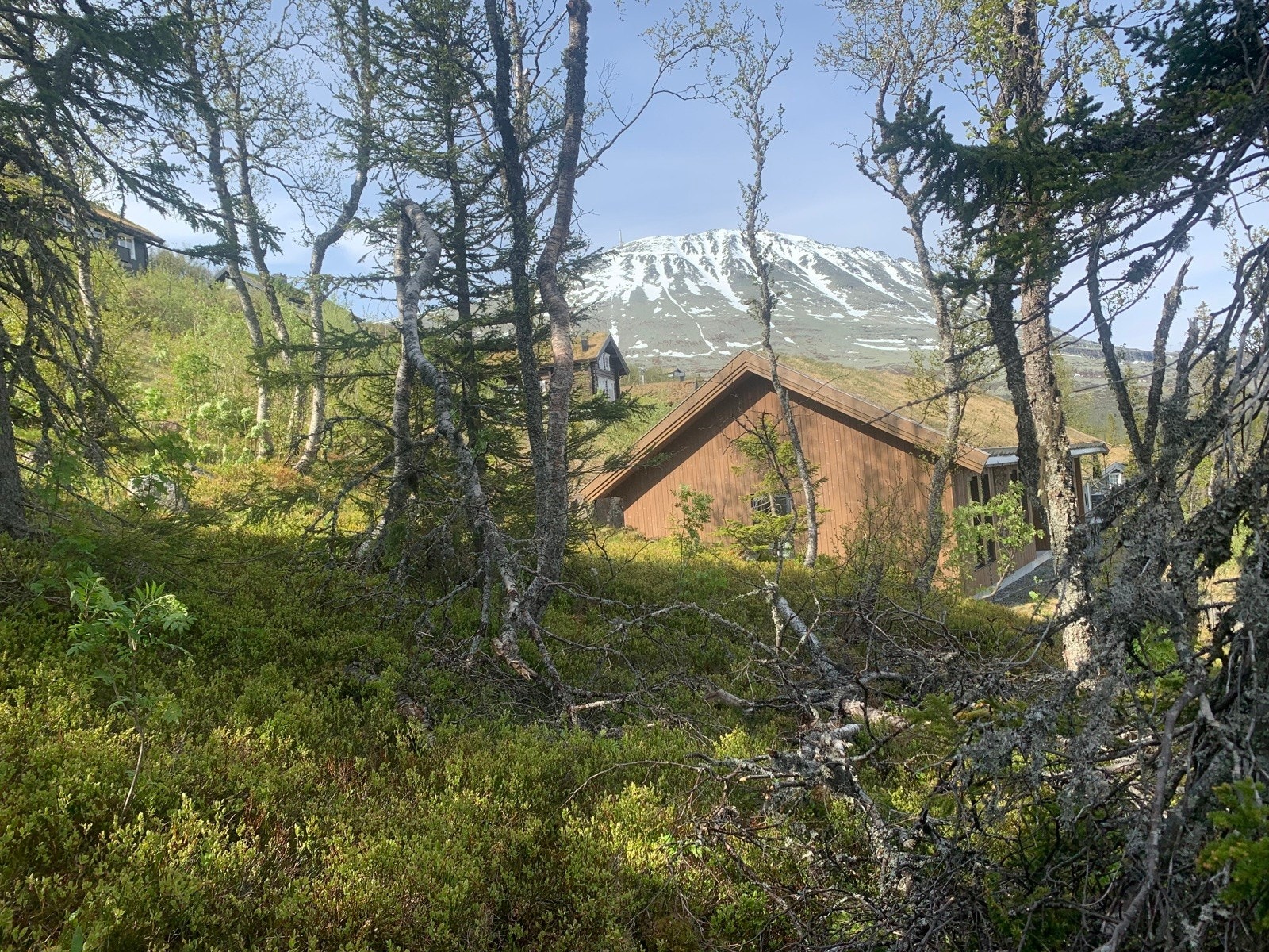 Ubebygd tomt mellom skibakkene i Gaustatoppen Naturpark Galleribilde