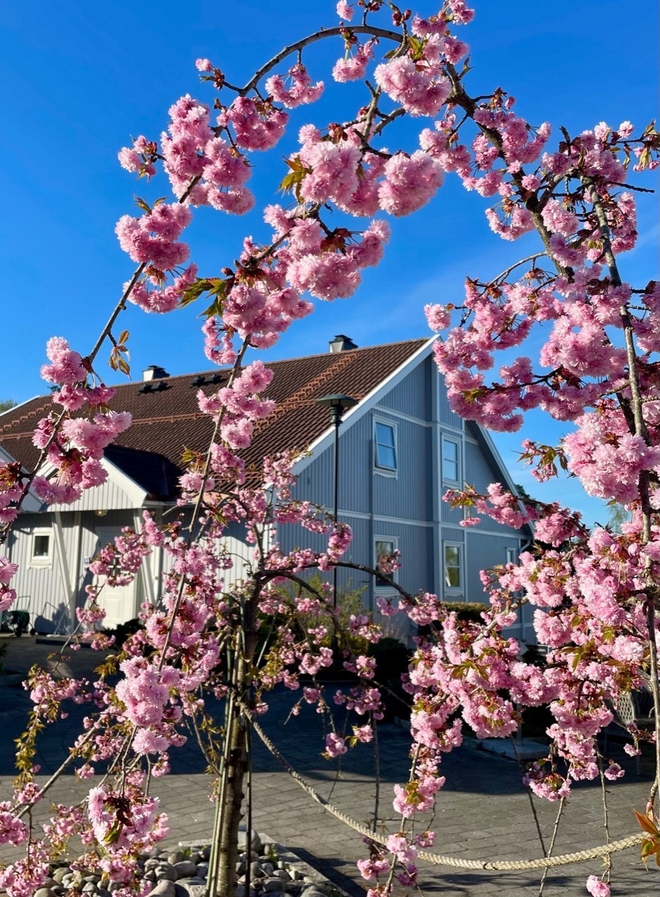 Veldrevet sameie med pene utearealer. Selgers private bilde. Galleribilde