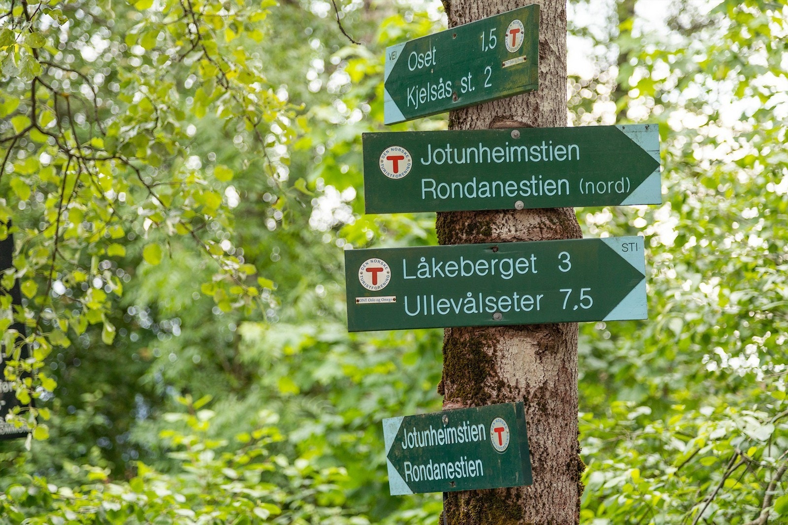 Utrolig flotte turmuligheter like i nærheten Galleribilde